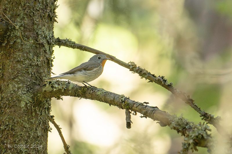 Kleine vliegenvanger - Red-breasted flycatcher - Ficedula parva