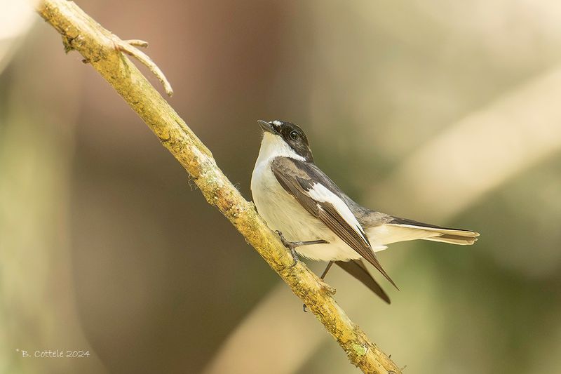 Bonte Vliegenvanger - European pied flycatcher - Ficedula hypoleuca