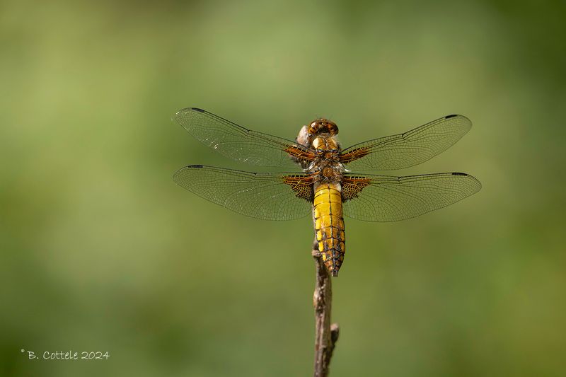 Platbuik - Broad-bodied chaser - Libellula depressa