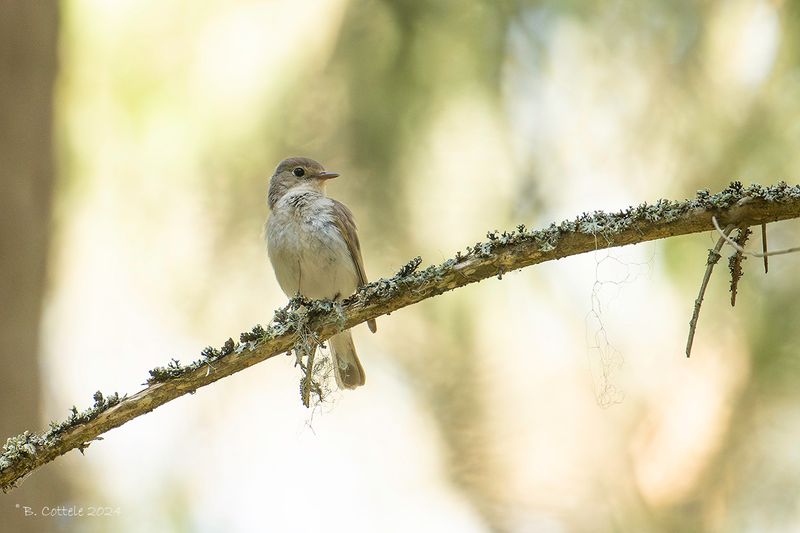 Kleine vliegenvanger - Red-breasted flycatcher - Ficedula parva