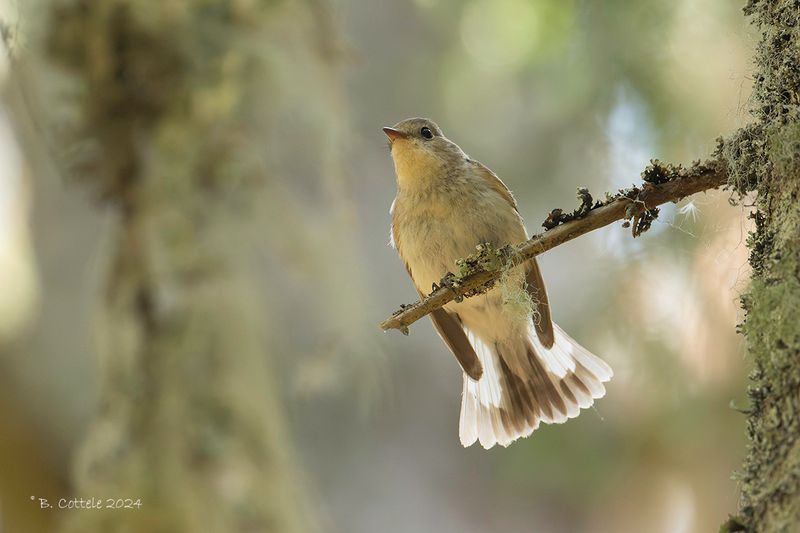 Kleine vliegenvanger - Red-breasted flycatcher - Ficedula parva