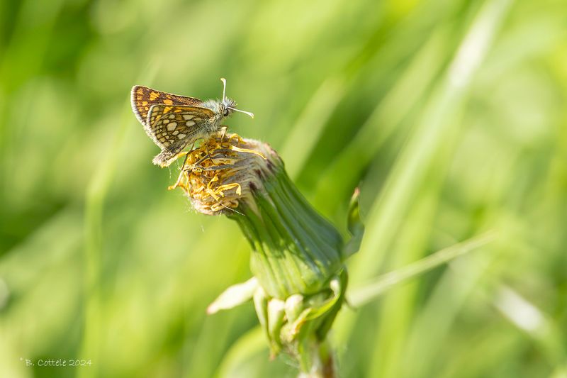 Bont dikkopje - Chequered skipper - Carterocephalus palaemon