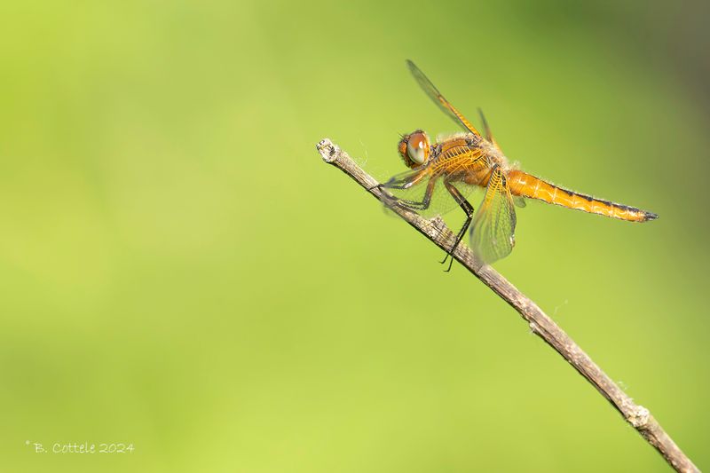 Bruine korenbout - Scarce chaser - Libellula fulva 