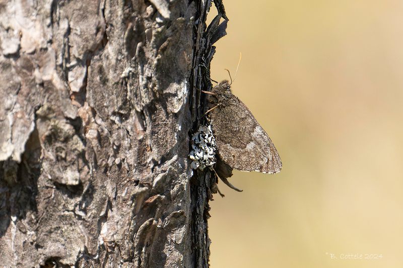 Baltische toendravlinder - Baltic grayling - Oeneis jutta