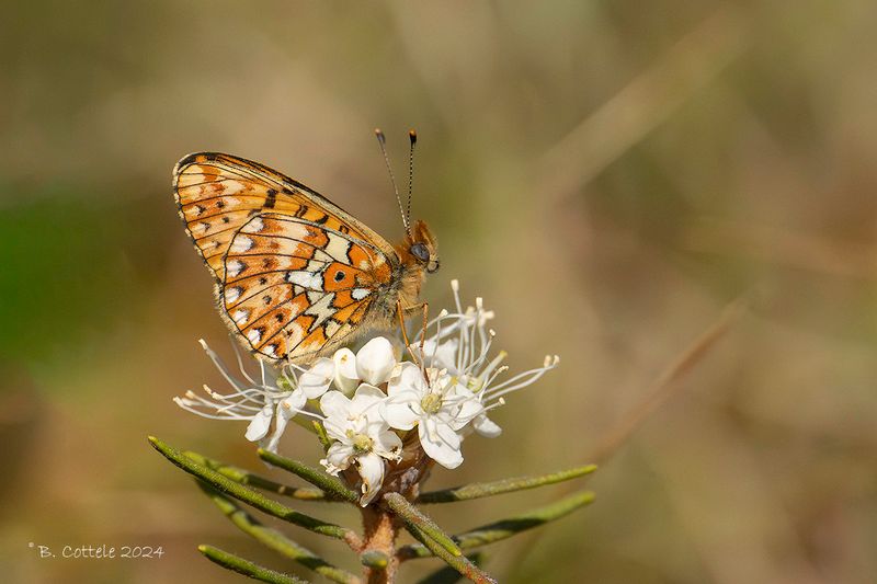 Zilvervlek - Pearl-bordered fritillary - Boloira euphrosyne