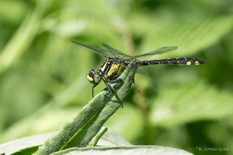 Beekrombout - Common clubtail - Gemphus vulgatissimus