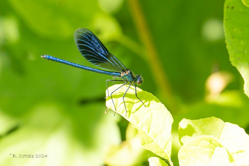 Weidebeekjuffer - Banded demoiselle - Calopteryx splendens