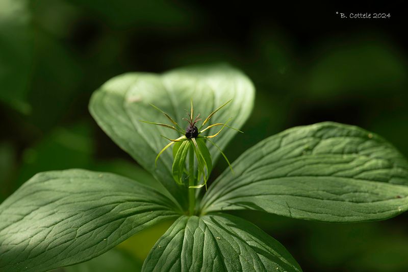 Eenbes - Herb Paris - Paris quadrifolia