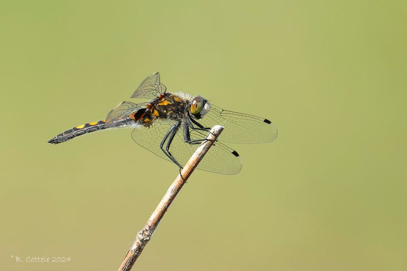 Gevlekte witsnuitlibel - Large white-faced darter - Leucorrhinia pectoralis