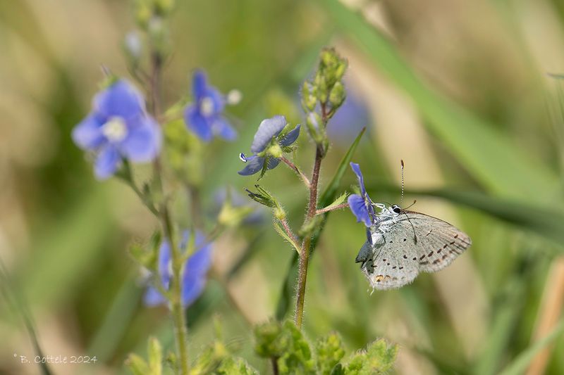 Staartblauwtje - Short-tailed blue - cupida argiades