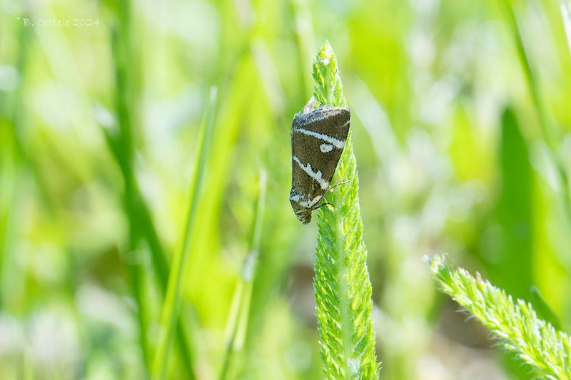 Zilverstreep - Silver barred - Deltote bankiana