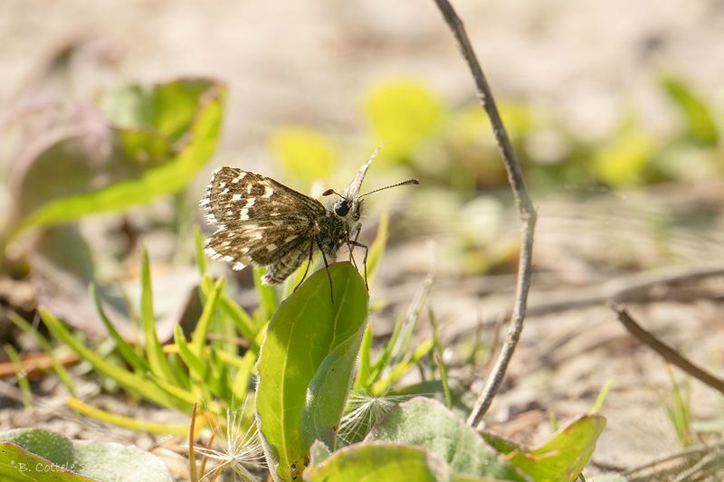 Aardbeivlinder - Grizzled skipper - Pyrgus malvae