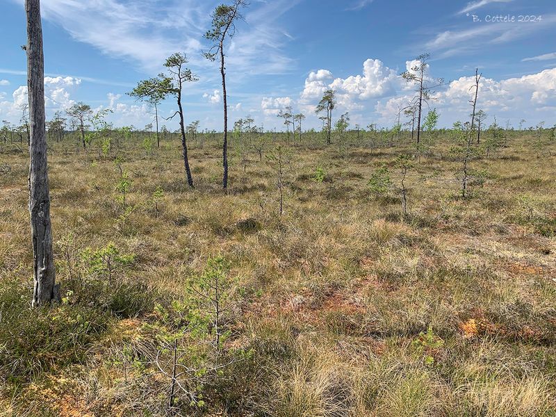Veengebied - Peat area