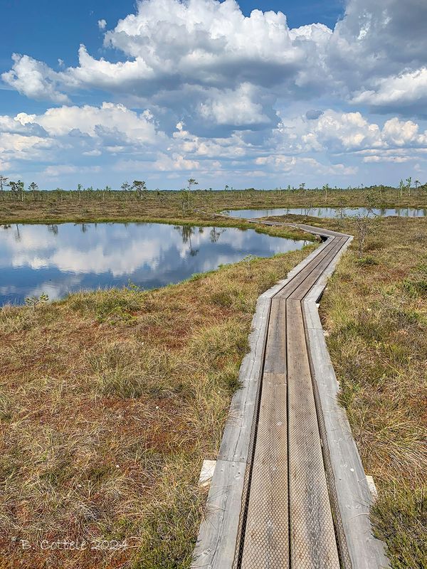 Knuppelpad veengebied - Path peat area
