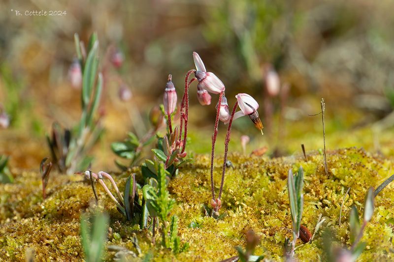 Kleine veenbes - Small cranberry - Vaccinium oxycoccos