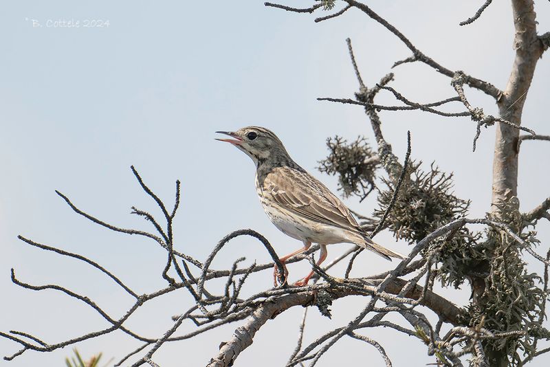 Boompieper - Tree pipit - Anthus trivialis