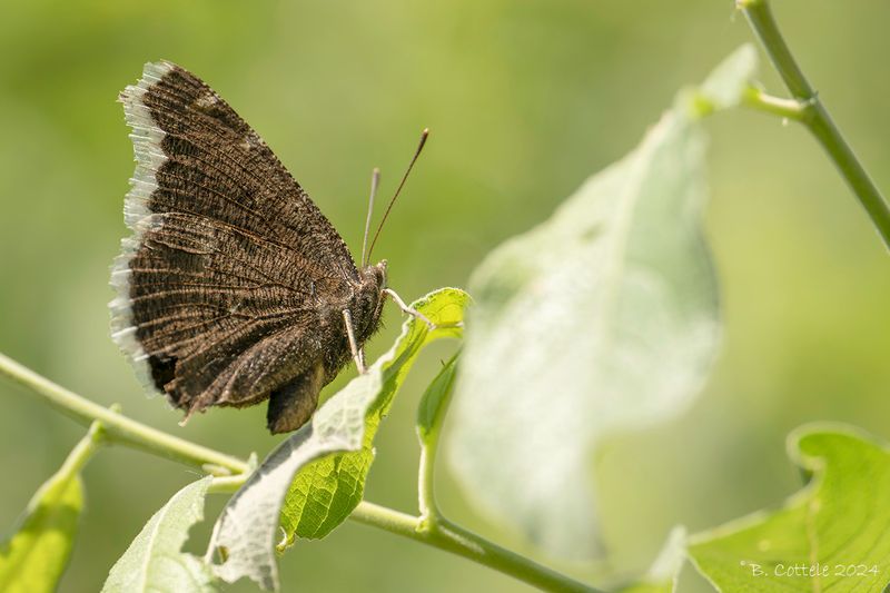 Rouwmantel - Camberwell beauty - Nymphalis antiopa
