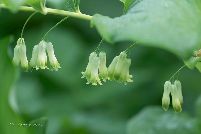 Welriekende salomonszegel l- Angular Solomon's seal - Polygonatum odoratum