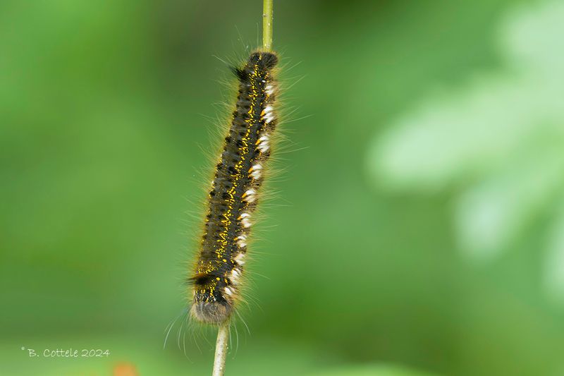 Rietvink - Drinker - Euthrix potatoria