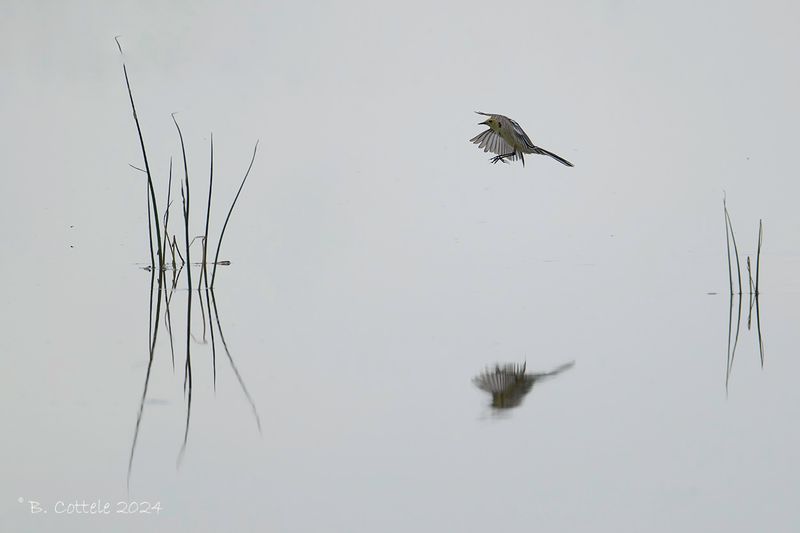 Citroenkwikstaart - Citrine wagtail - Motacilla citreola