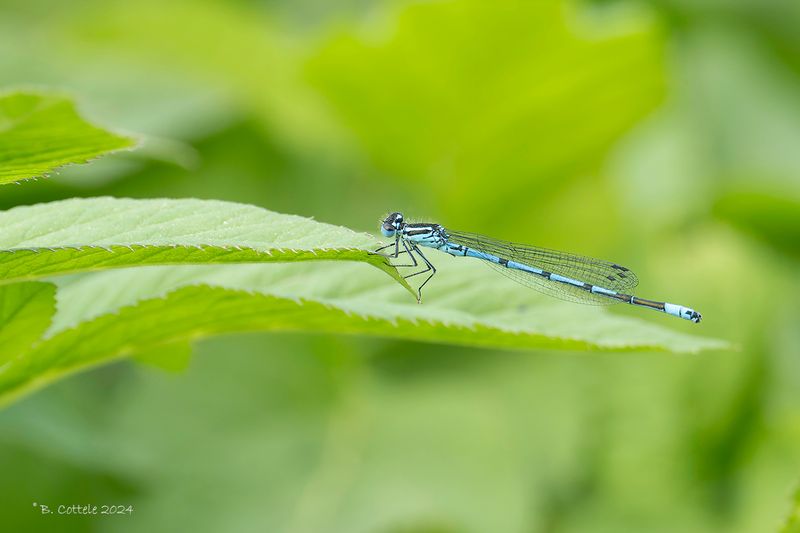 Azuurwaterjuffer - Azure damselfly - Coenagrion puella