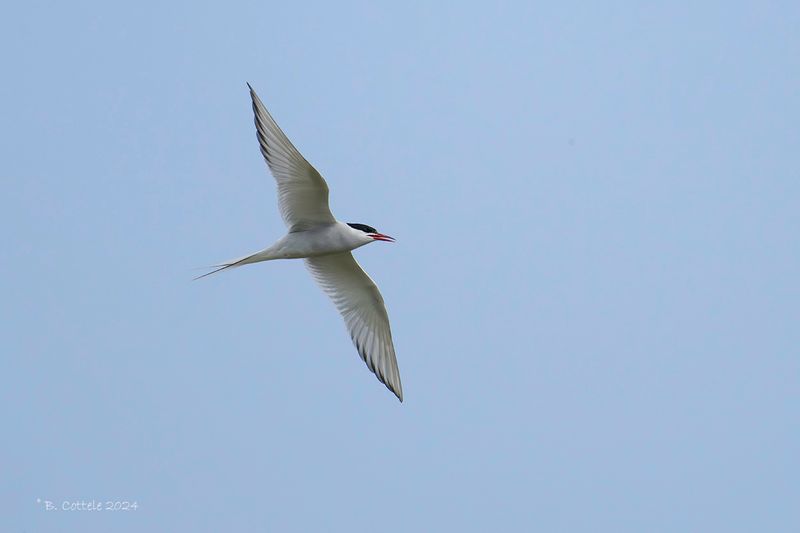 Noordse stern - Arctic tern - Sterna paradisaea