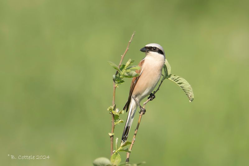 Grauwe klauwier - Red-backed shrike - Lanius collurio