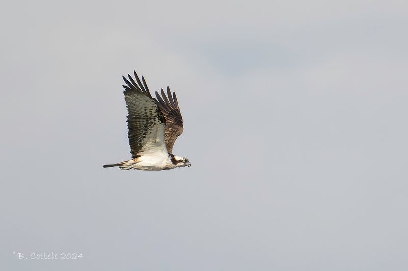 Visarend - Osprey - Pandion haliaetus