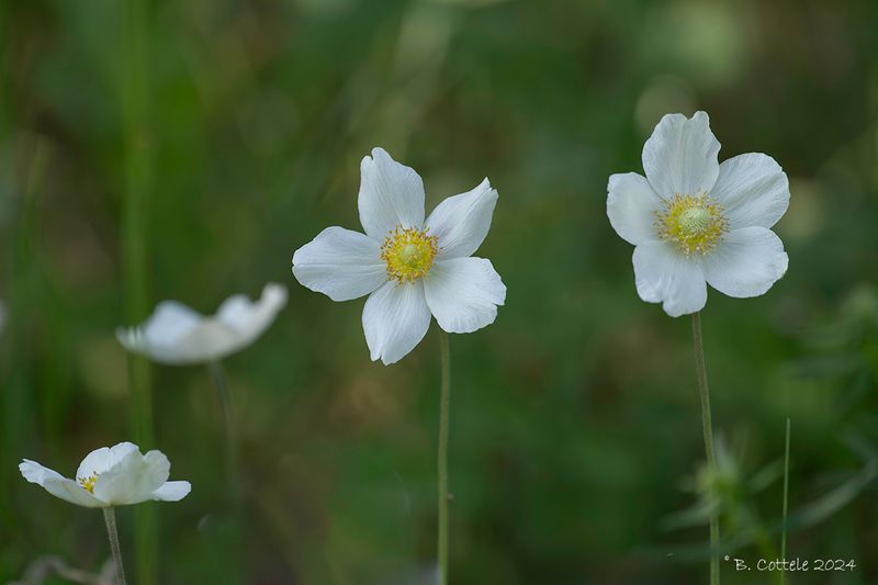 Grote anemoon - Anemone sylvestris
