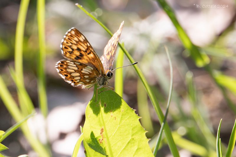 Sleutelbloemvlinder - Duke of Burgundy - Hamearis lucina
