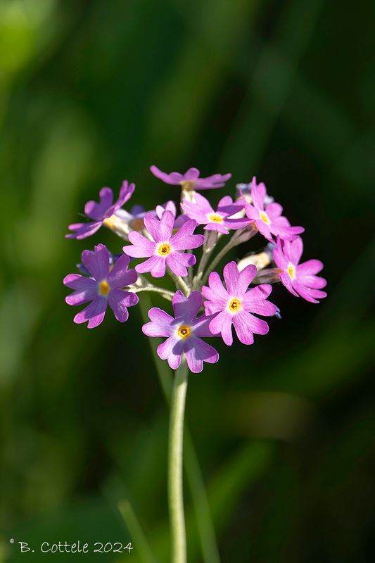 Bird's-eye primrose - Primula farinosa