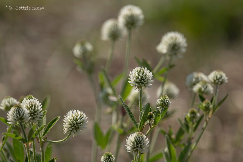 Bergklaver - Mountain clover - Trifolium montanum
