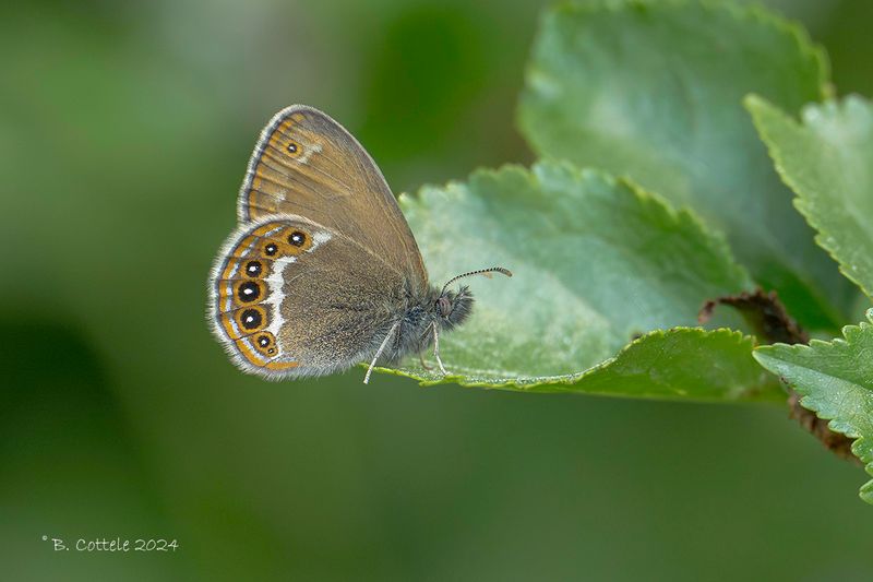 Zilverstreephooibeestje - Scarce heath - Coenonympha hero
