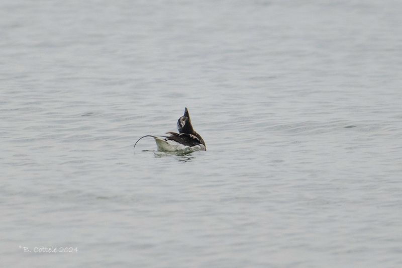 IJseend - Long-tailed duck - Clangula hyemalis