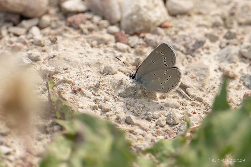 Dwergblauwtje - Small blue - Cupido minimus