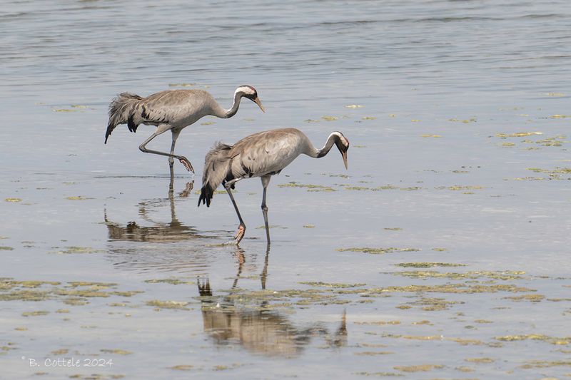 Kraanvogel - Common crane - Grus grus