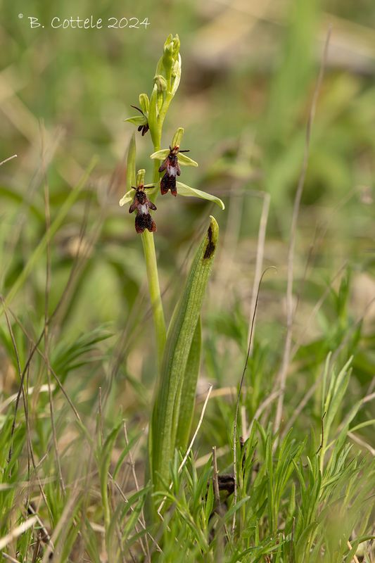 Vliegenorchis - Fly orchid - Ophrys insectifera