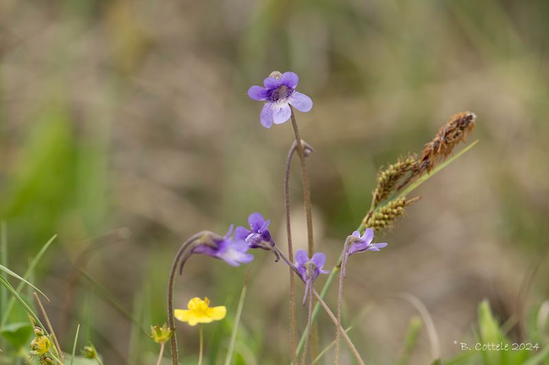 Vetblad - Common butterwort - Pinguicula vulgaris 