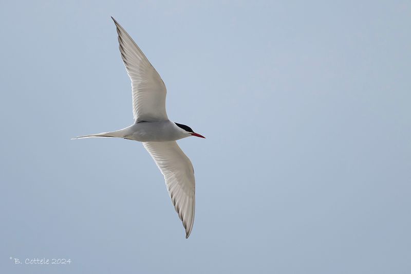 Noordse stern - Arctic tern - Sterna paradisaea