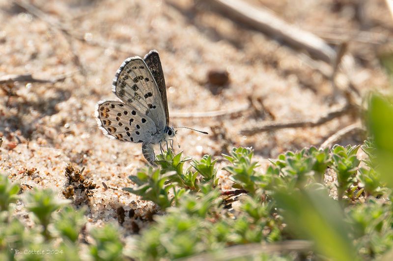 Oostelijk tijmblauwtje - Eastern baton blue - Pseudophilotes vicrama