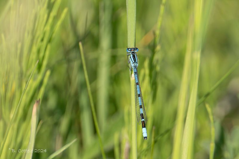 Watersnuffel - Common blue damselfly - Enallagma cyathigerum