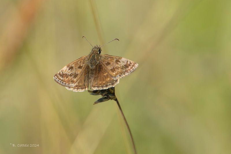 Bruin dikkopje - Dingy skipper - Erynnis tages