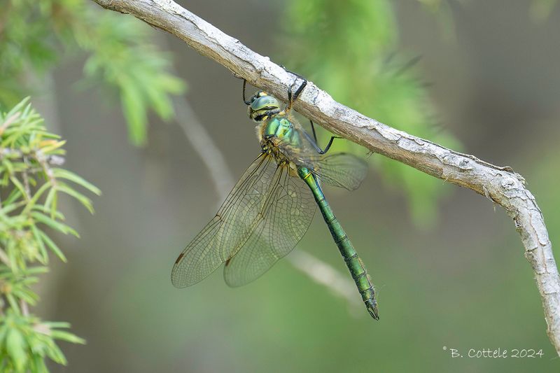 Metaalglanslibel - Brilliant emerald - Somatochlora metallica