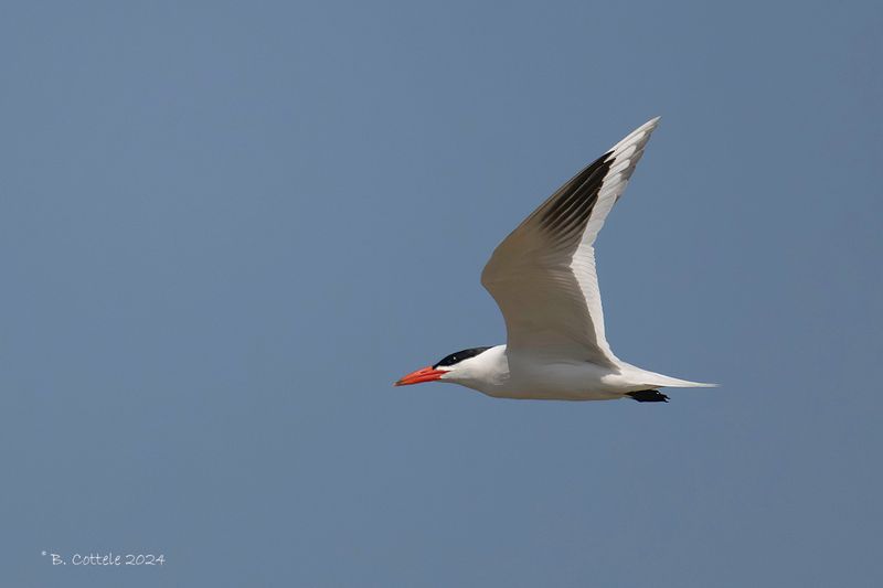 Reuzenstern - Caspian tern - Hydroprogne caspia