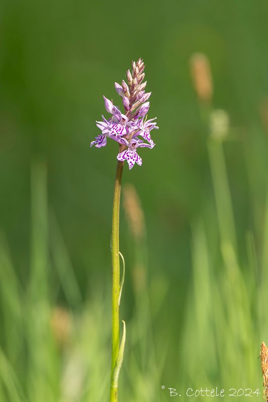 Bosorchis - Common spotted orchid - Dactylorhiza fuchsii