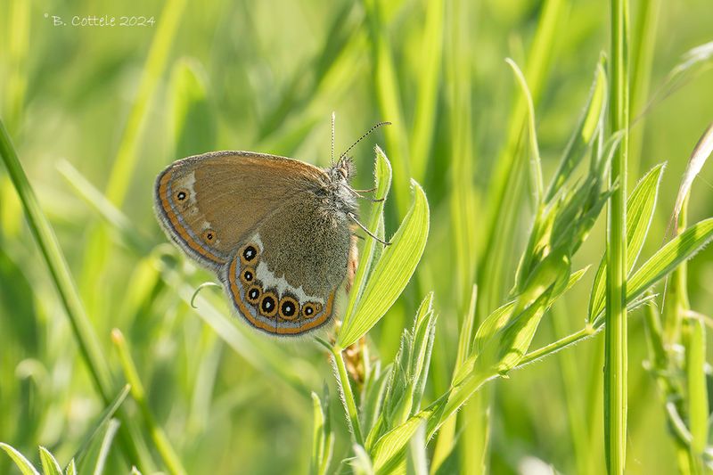 Zilverstreephooibeestje - Scarce heath - Coenonympha hero
