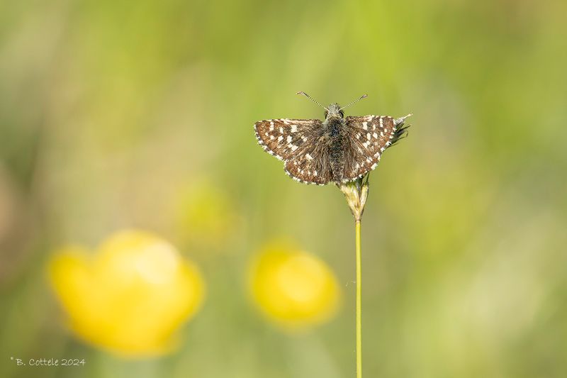 Aardbeivlinder - Grizzled skipper - Pyrgus malvae