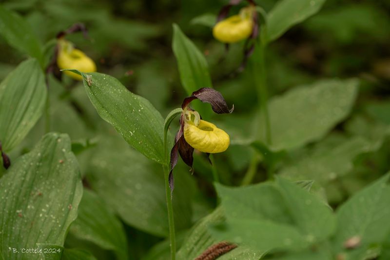 Vrouwenschoente - Lady's-slipper orchid - Cypripedium calceolus