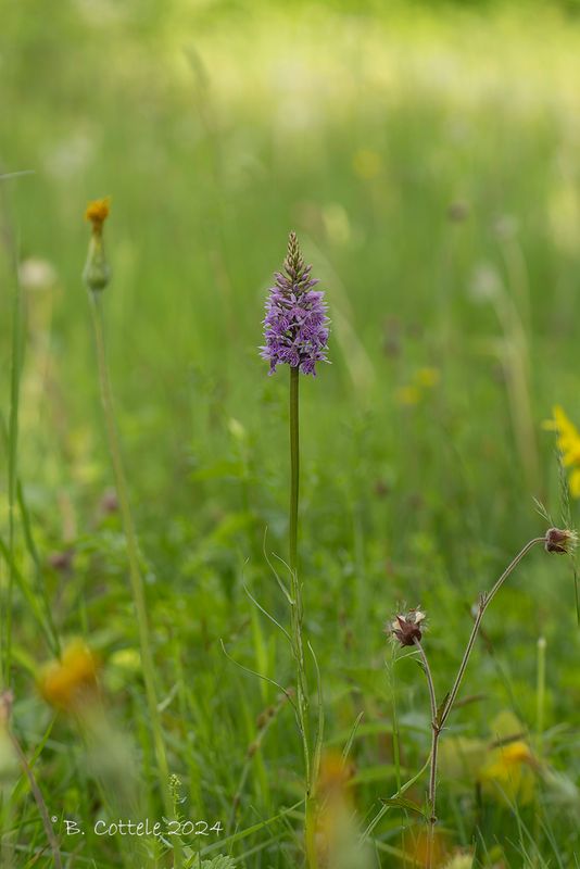 Bosorchis - Common spotted orchid - Dactylorhiza fuschii