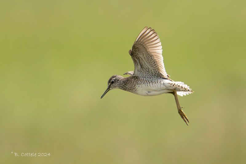 Bosruiter - Wood sandpiper - Tringa glareola